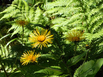 flowers and ferns.jpg