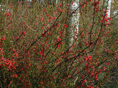 red blossoms.jpg