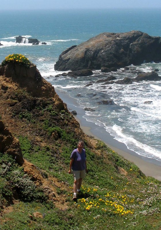 Poppies, Sonoma Coast near Shell Beach