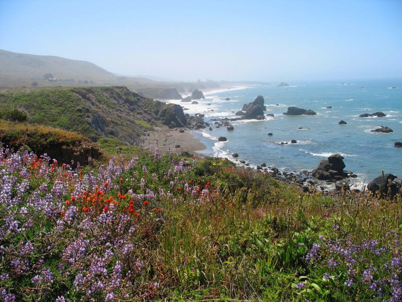 Spring flowers at Shell Beach, Sonoma Coast