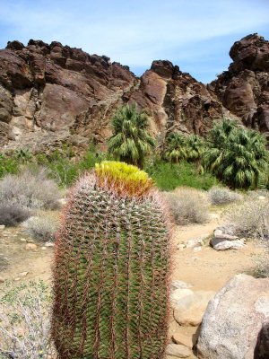 Barrel Cactus, Andreas Canyon, Palm Springs