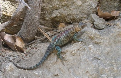 Lizard, Andreas Canyon, Palm Springs