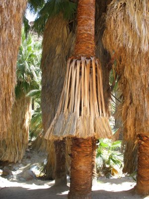 California Fan Palm, Palm Canyon, Palm Springs