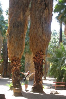 California Fan Palm, Palm Canyon, Palm Springs