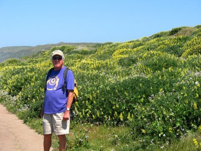 Yellow lupines, Tomales Point trail, Point Reyes National Seashore