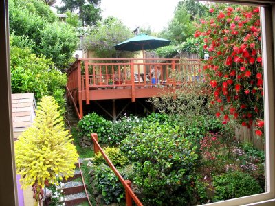 Garden view from window and bottlebrush