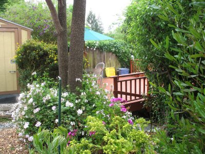 Garden view: ivy geranium, deck, Mocha