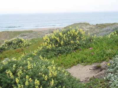 Yellow lupines, Abbots Lagoon, Point Reyes