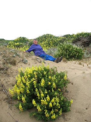 Yellow lupines amid sand dunes, Abbotts Lagoon, Point Reyes