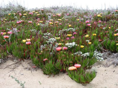 Multitudes of ice-plants, Abbotts Lagoon, Point Reyes