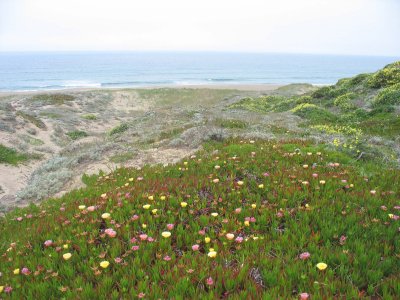 Ice-plants and sand dunes, Abbotts Lagoon, Point Reyes