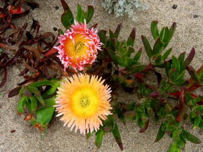 Ice-plants, Abbotts Lagoon, Point Reyes