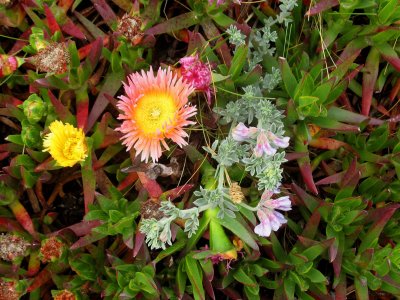 Ice-plants and Silky Beach Pea (Lathyrus Littoralis), Abbotts Lagoon, Point Reyes