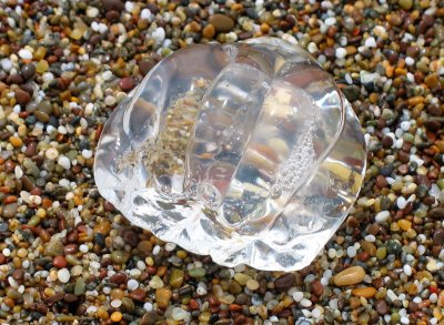 Jellyfish, Abbotts Lagoon, Point Reyes