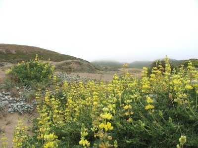 Yellow lupines, Abbotts Lagoon, Point Reyes