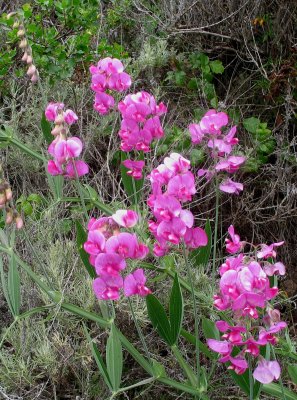 Sweetpea flowers on Coast Trail, Marin Headlands