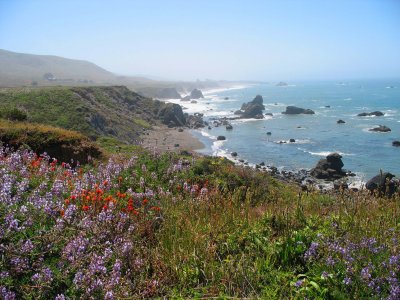 Spring flowers at Shell Beach, Sonoma Coast