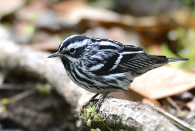 Black and White Warbler  0413-6j  Galveston, TX