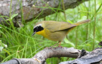 Common Yellowthroat  0413-2j  Galveston, TX