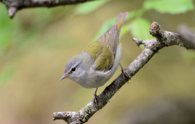 Tennessee Warbler  0413-7j  Galveston, TX