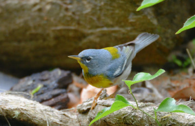 Northern Parula  0413-2j  Galveston, TX