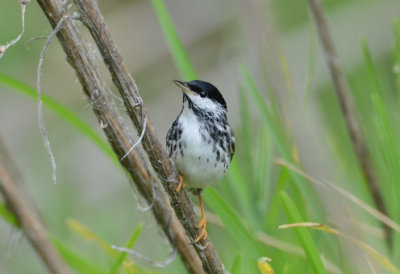 Blackpoll Warbler  0413-1j  Mustang Island, TX