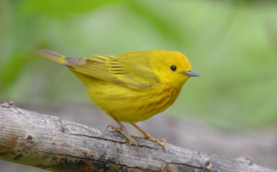Yellow Warbler 0413-1j Mustang Island, TX