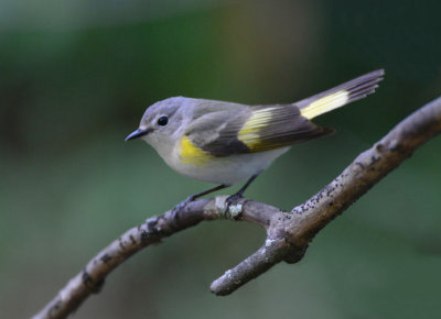 American Redstart  0413-4j  Galveston, TX