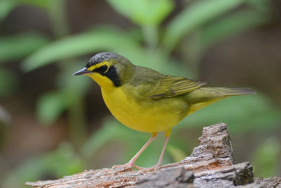 Kentucky Warbler  0413-6j  Glveston, TX