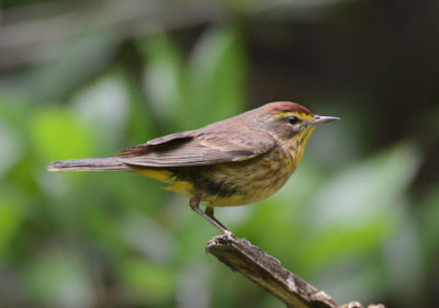 Palm Warbler  0413-2j  Galveston, TX