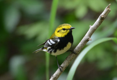 Black Throated Green Warbler 0413-3j Galveston, TX