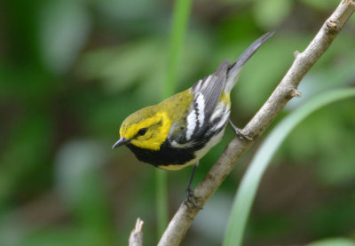 Black Throated Green Warbler  0413-4j  Galveston, TX