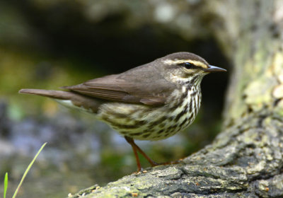 Northern Waterthrush  0413-1j  Galveston, TX