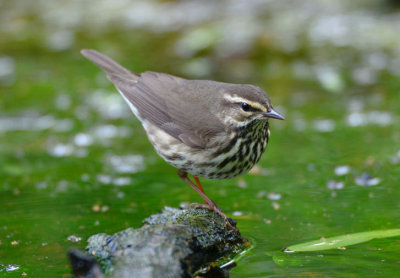 Northern Waterthrush  0413-2j  Galveston, TX