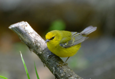 Blue Winged Warbler  0413-4j  Galveston, TX