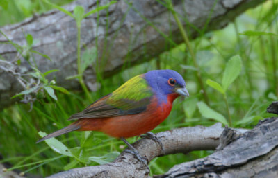 Painted Bunting  0413-5j  Mustang Island, TX