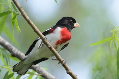 Rose Breasted Grosbeak  0413-3j  Mustang Island, TX