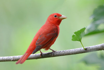 Summer Tanager 0413-4j  High island, TX