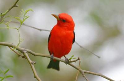 Scarlet Tanager  0413-3j  Mustang Island, TX