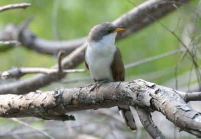 Yellow-billed Cuckoo  0413-2j  Mustang Island, TX