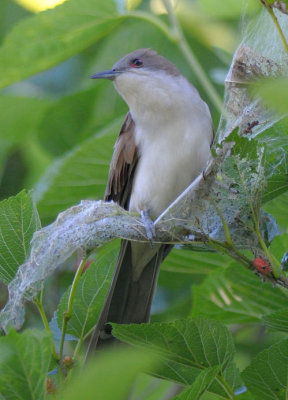 Black-billed Cuckoo 0413-5j Galveston, TX