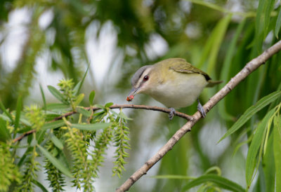 Red-eyed Vireo  0413-2j  Mustang Island, TX