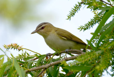 Red-eyed Vireo  0413-4j  Mustang Island, TX