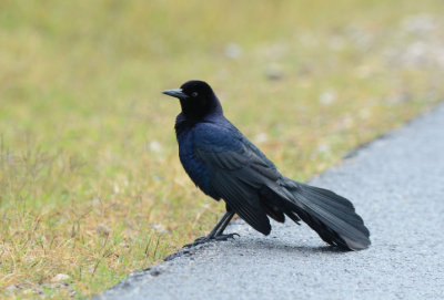 Boat-tailed Grackle  0413-1j  Anhuac NWR, TX