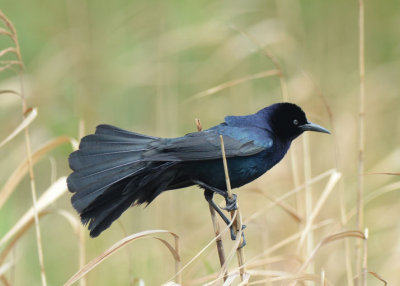 Boat-tailed Grackle  0413-2j  Anhuac NWR, TX