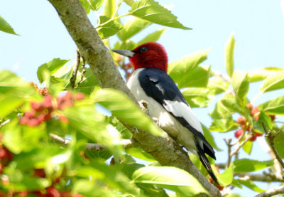 Red-headed Woodpecker  0413-1j  High Island, TX
