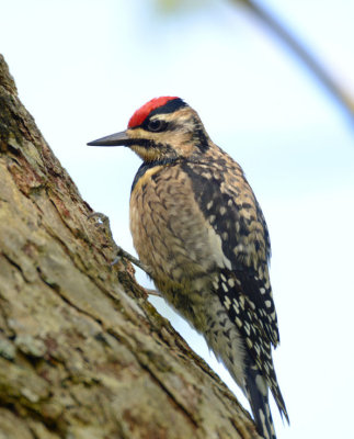 Yellow-bellied Sapsucker  0413-2j  High island, TX