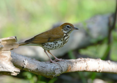 Wood Thrush  0413-1j  Mustang Island, TX