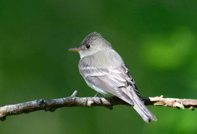 Eastern Wood Pewee  0413-5j  Galveston, TX