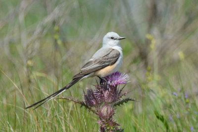 Scissor-tailed Flycatcher  0413-1j  Anhuac NWR, TX